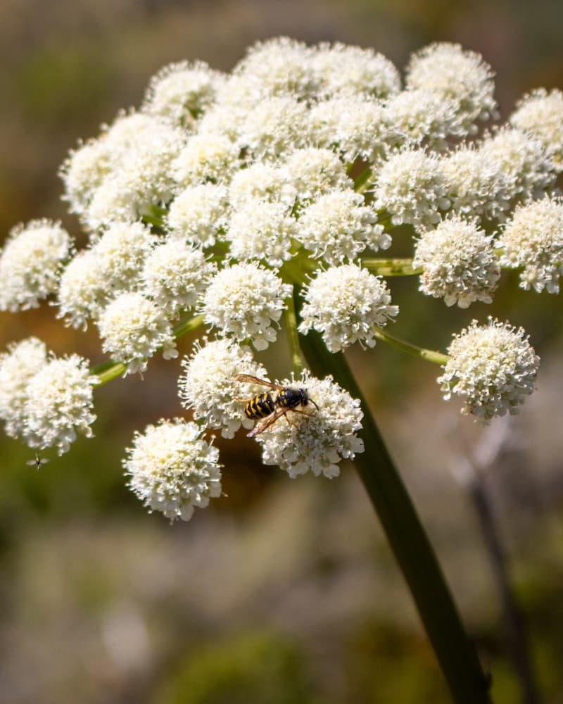 Angelica Sinensis