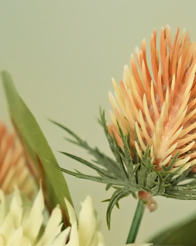 Safflower Extract